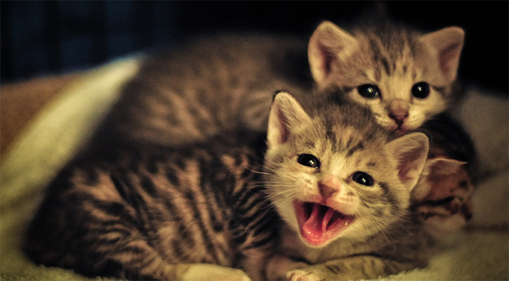 kittens kittens