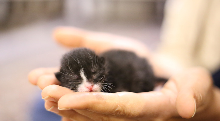 kittens_2 kittens_2